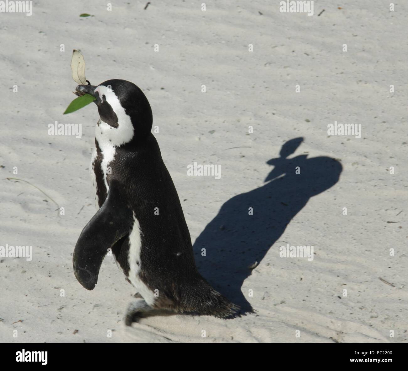 Afrikanische Pinguine Stockfoto