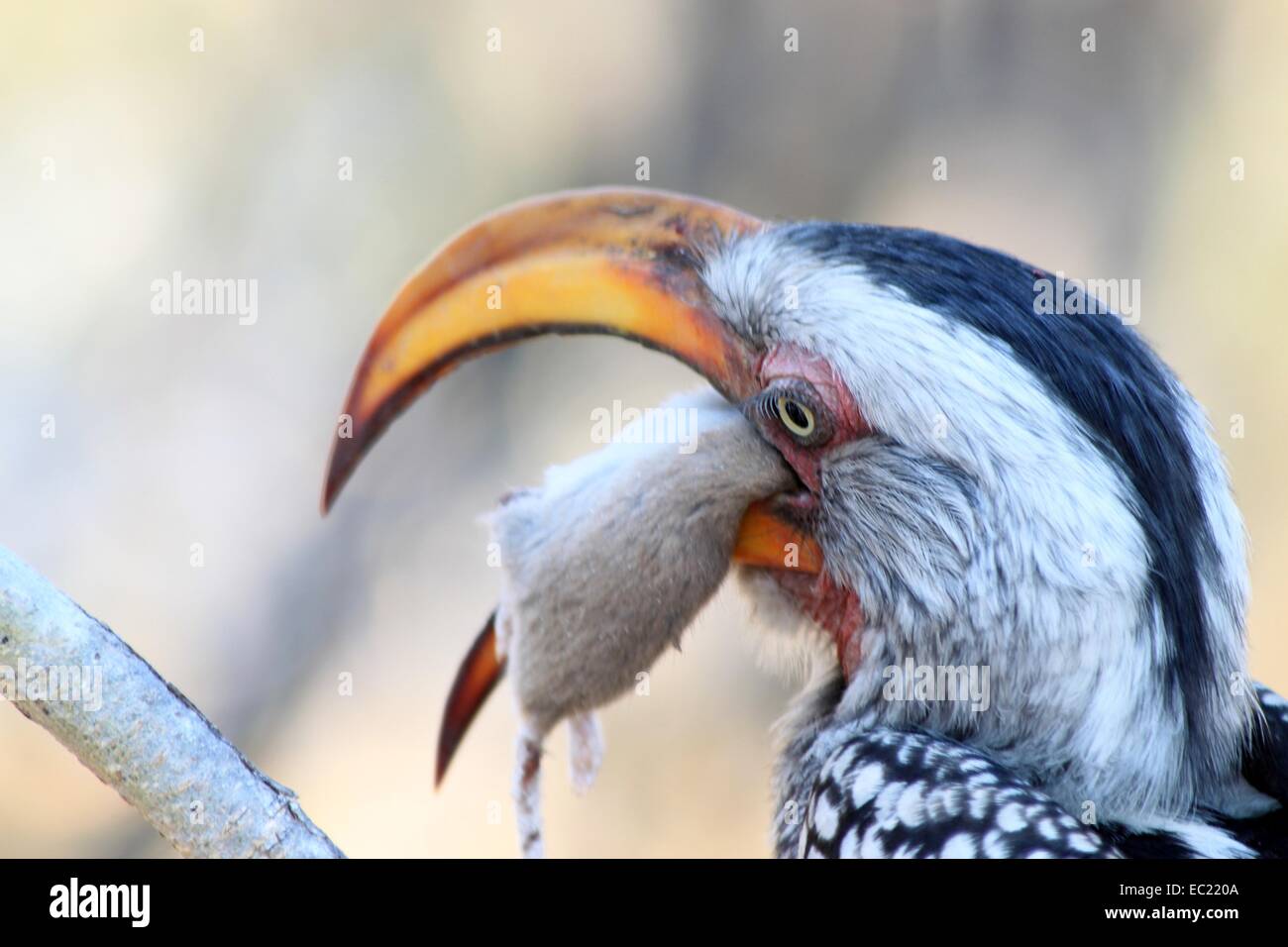 Hainschnabel jagen und töten Stockfoto