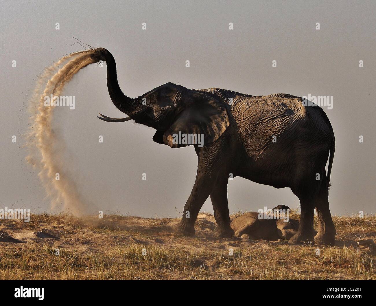 Elefant-Staub-Bad Stockfoto