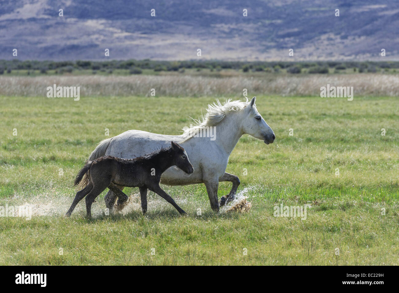 Weiße Stute mit dunklen Fohlen durch nasses Gras, Santa Cruz, Argentinien Stockfoto