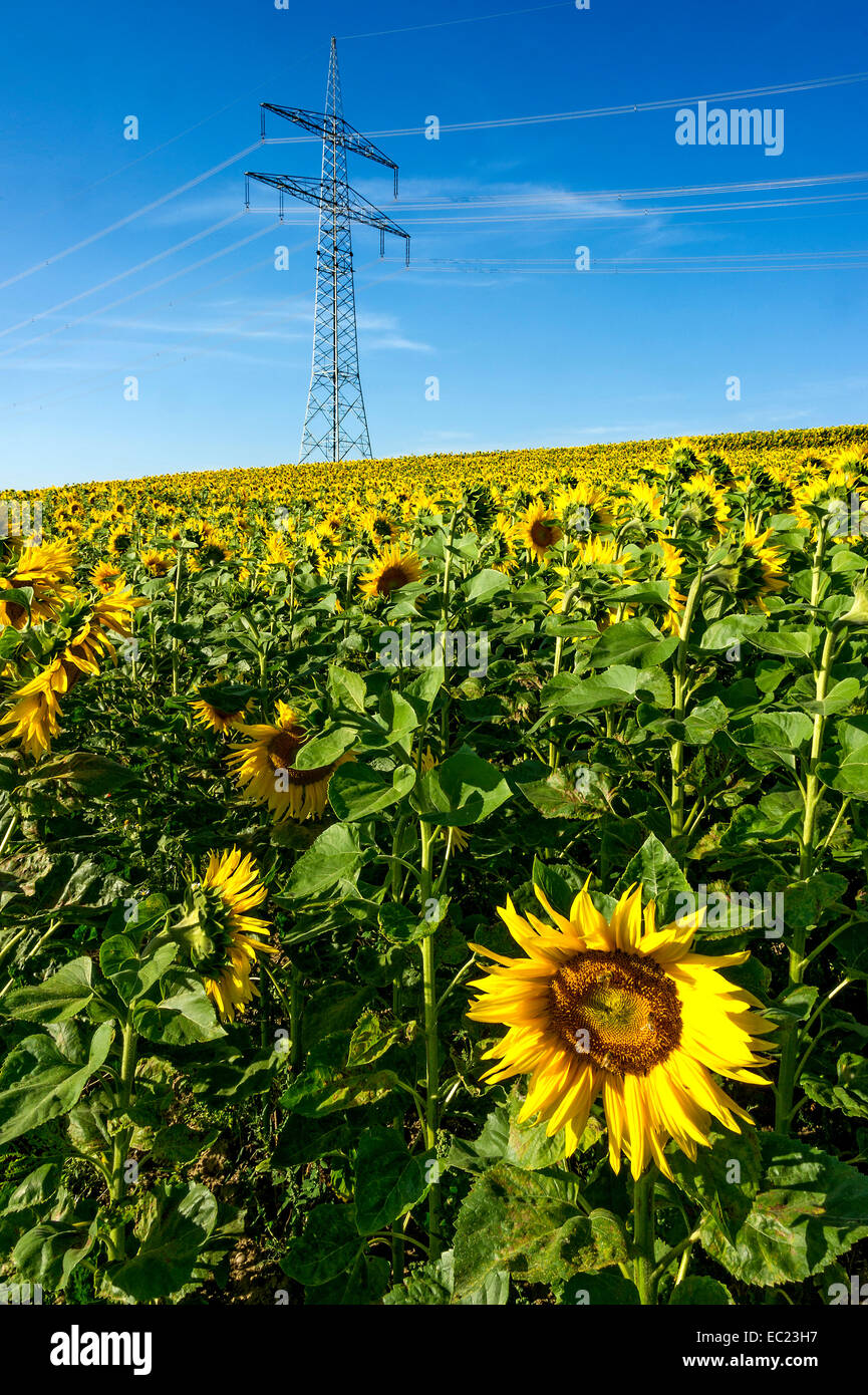 Strom-Übertragungsleitung durch ein Feld von Sonnenblumen, Altomünster, Upper Bavaria, Bavaria, Germany Stockfoto