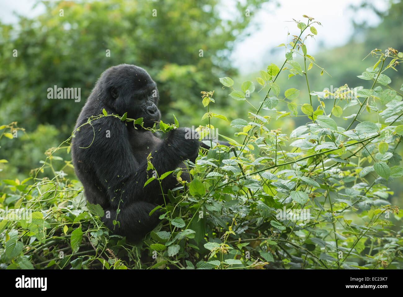 Berggorillas (Gorilla Beringei Beringei), Bwindi Impenetrable National Park, Uganda Stockfoto