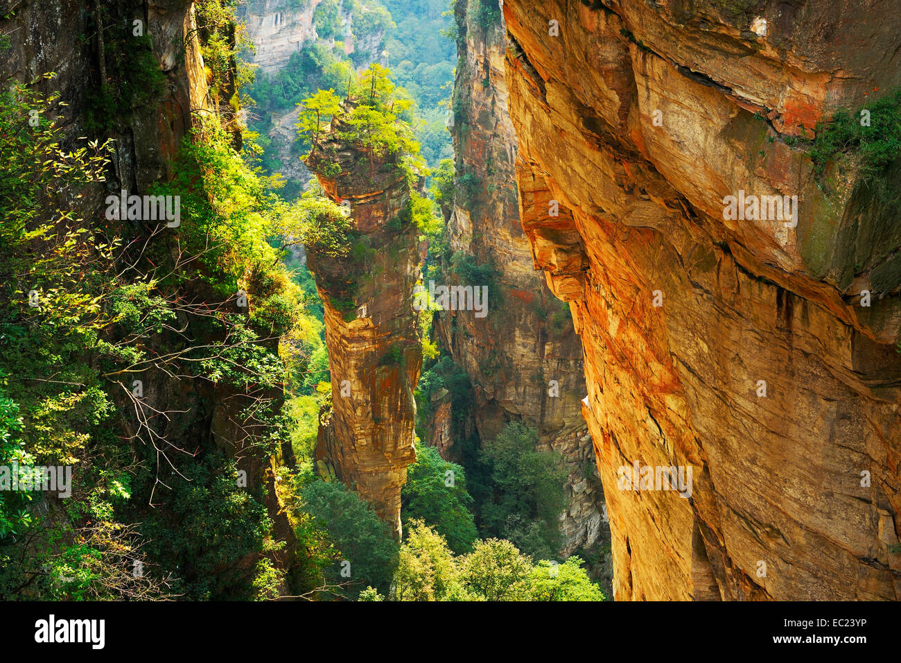 Avatar-Berge mit vertikalen Quarz-Sandstein Säulen, Zhangjiajie National Forest Park, Provinz Hunan, China Stockfoto