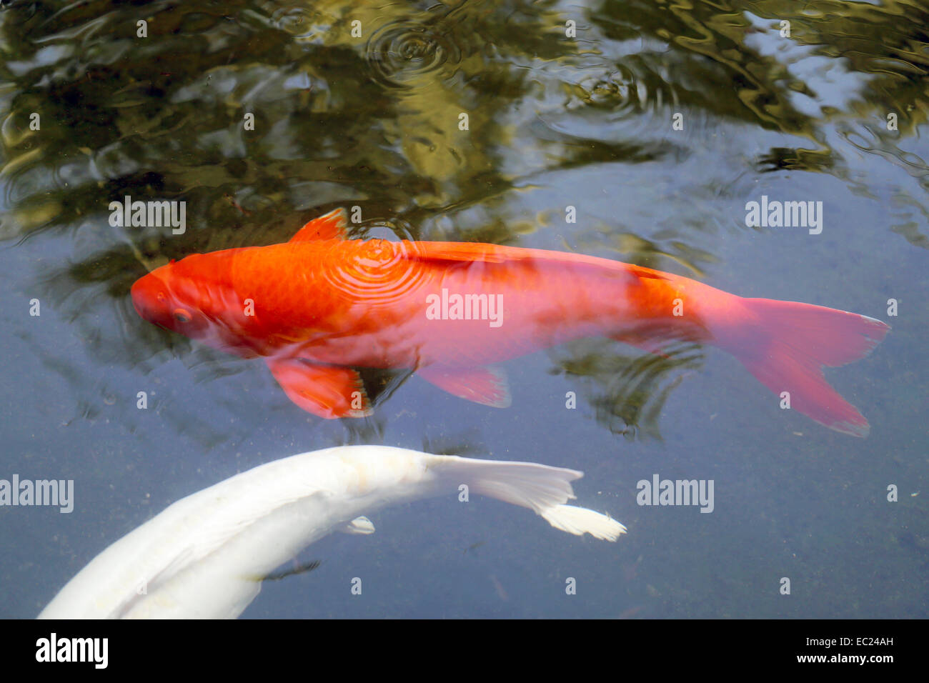 bunte Fische Karpfen in einem Teich in Thailand Stockfoto