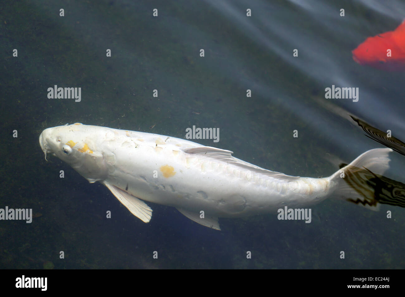 bunte Fische Karpfen in einem Teich in Thailand Stockfoto