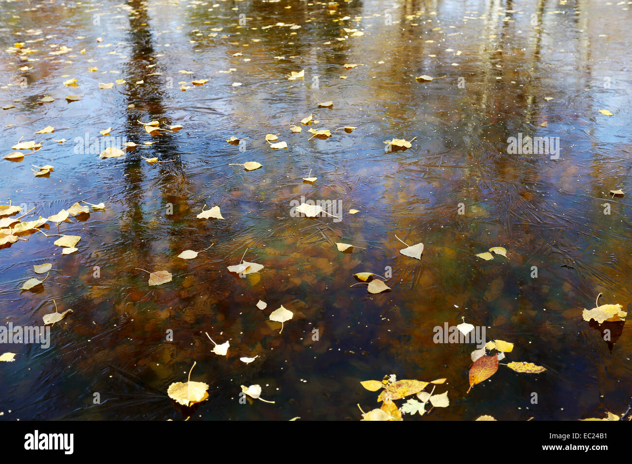 Gelbe eispflanze Fotos und Bildmaterial in hoher Auflösung Alamy