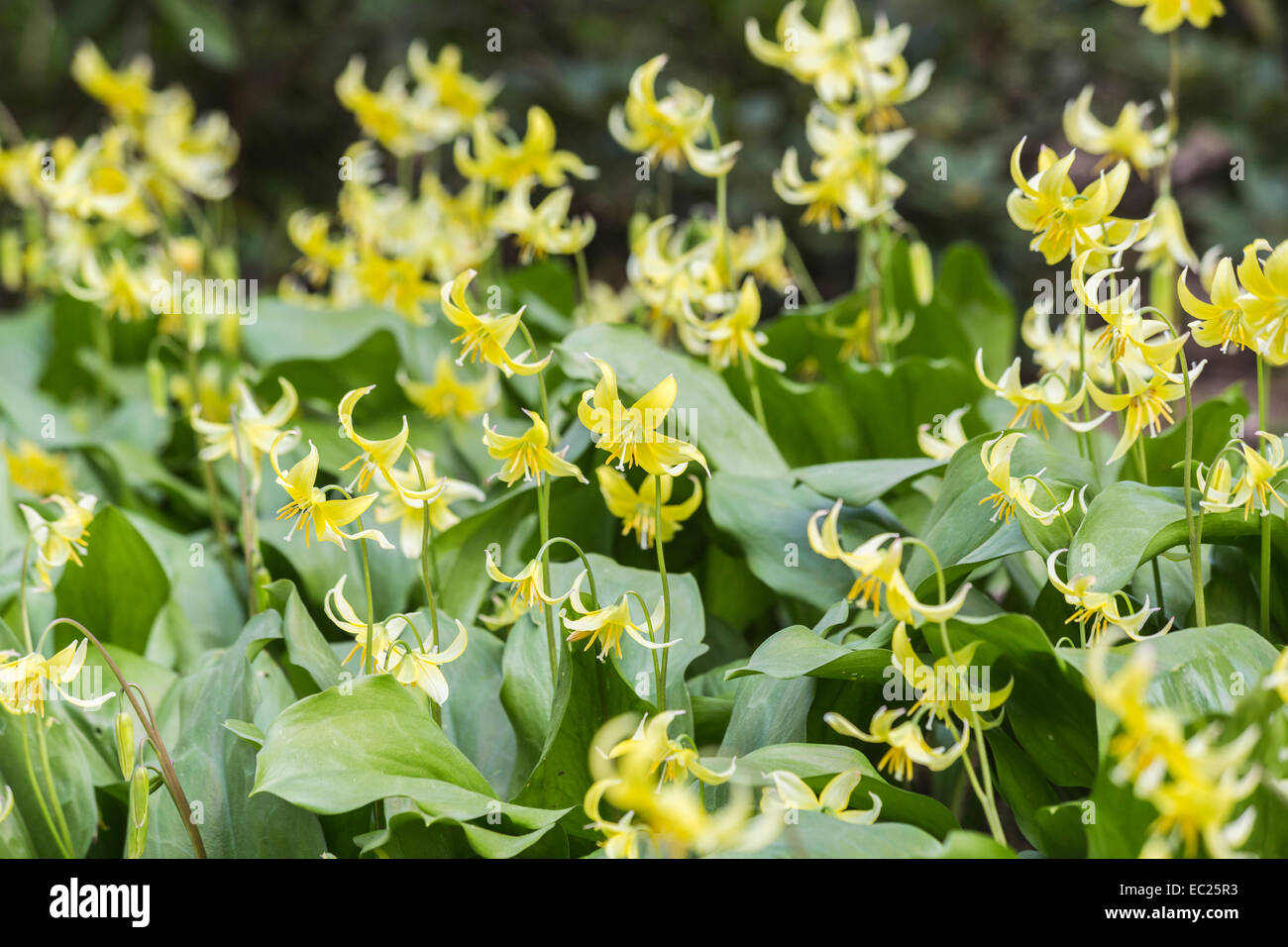 Gruppe von kleinen zarten mehrjährig pale yellow Dog Tooth violett Erythronium tuolumnense 'Pagode' Blüte im Frühjahr an der RHS Gärten, Wisley, Surrey Stockfoto