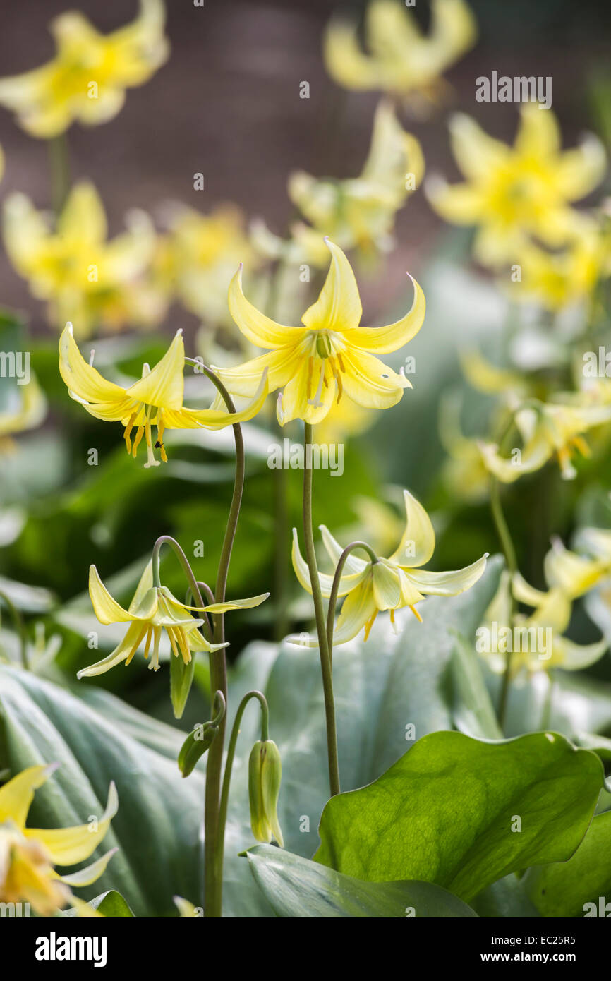 Gruppe von kleinen zarten mehrjährig pale yellow Dog Tooth violett Erythronium tuolumnense 'Pagode' Blüte im Frühjahr an der RHS Gärten, Wisley, Surrey Stockfoto