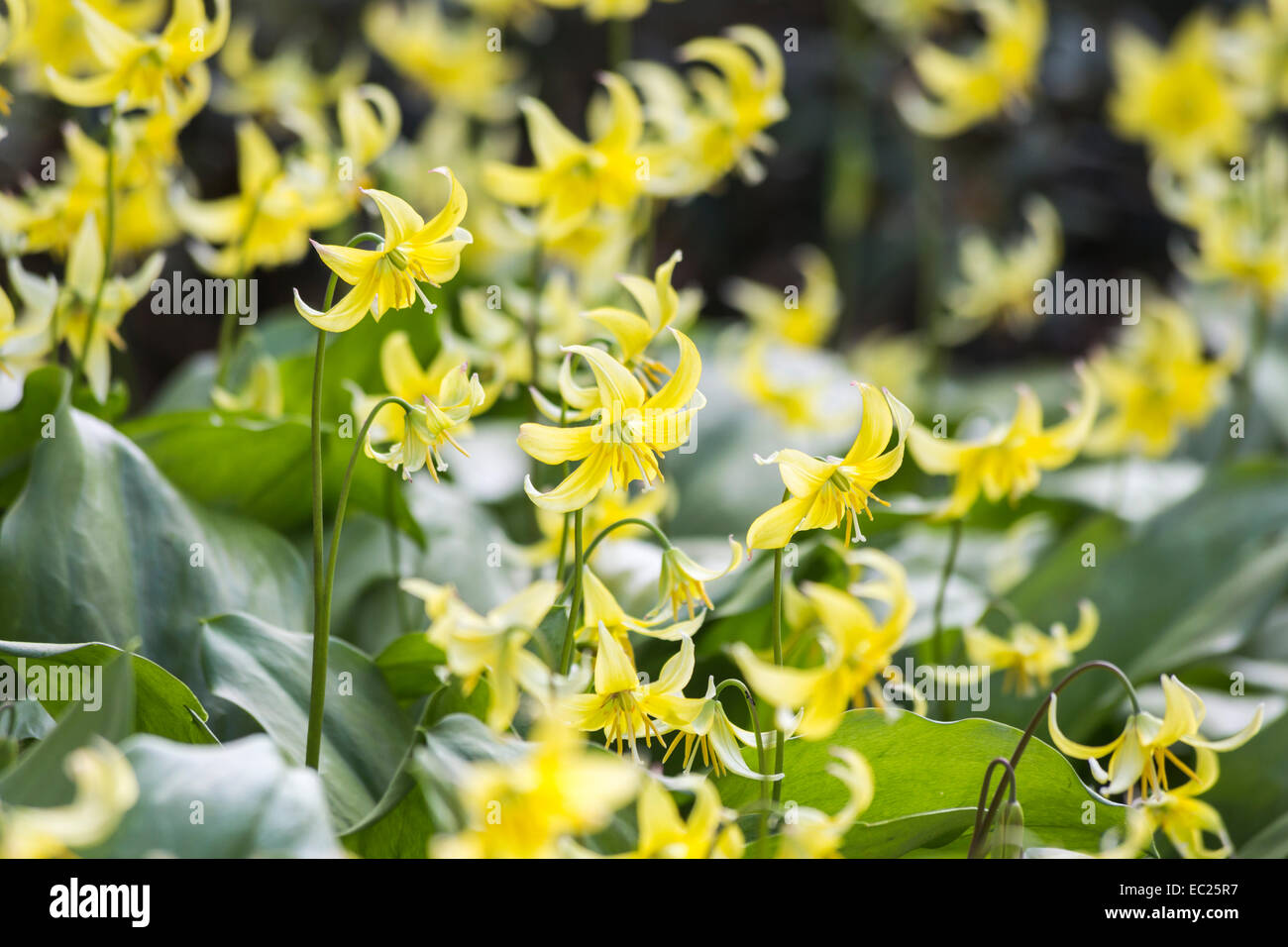 Gruppe von kleinen zarten mehrjährig pale yellow Dog Tooth violett Erythronium tuolumnense 'Pagode' Blüte im Frühjahr an der RHS Gärten, Wisley, Surrey Stockfoto