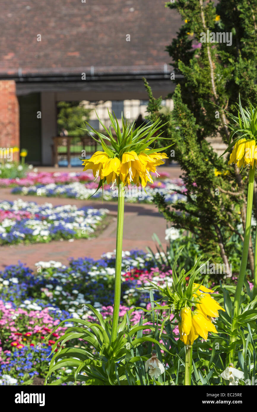 Große gelbe Kaiserkrone (Fritillaria imperialis) fritillary Lutea Blütezeit im Blumenbeet, das in der ummauerten Garten in der RHS Gärten, Wisley, Surrey, Großbritannien Stockfoto