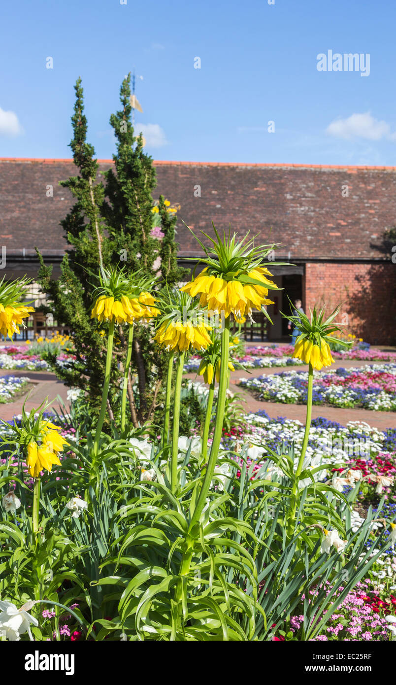 Große gelbe Kaiserkrone (Fritillaria imperialis) fritillary Lutea Blütezeit im Blumenbeet, das in der ummauerten Garten in der RHS Gärten, Wisley, Surrey, Großbritannien Stockfoto