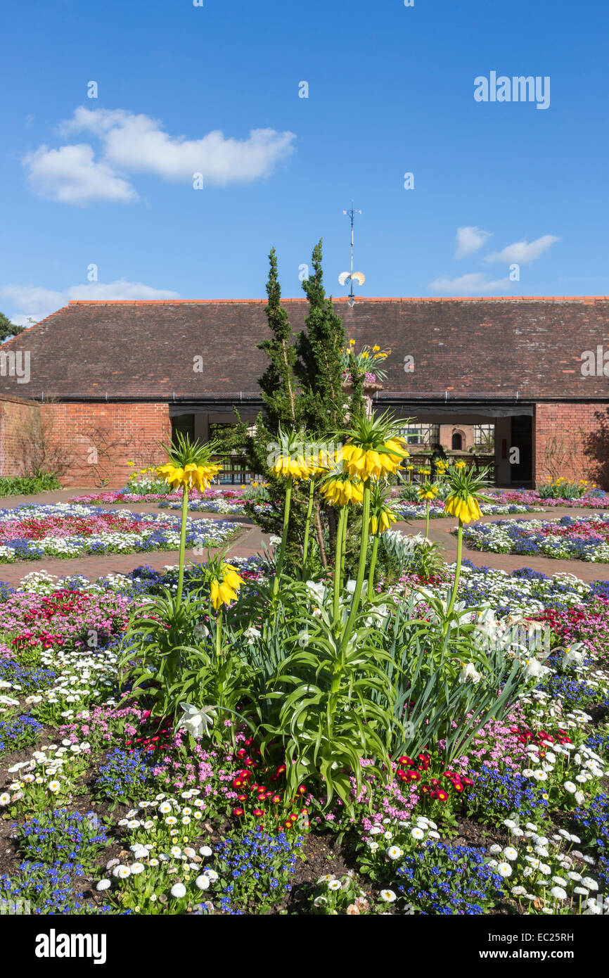 Große gelbe Kaiserkrone (Fritillaria imperialis) fritillary Lutea Blütezeit im Blumenbeet, das in der ummauerten Garten in der RHS Gärten, Wisley, Surrey, Großbritannien Stockfoto