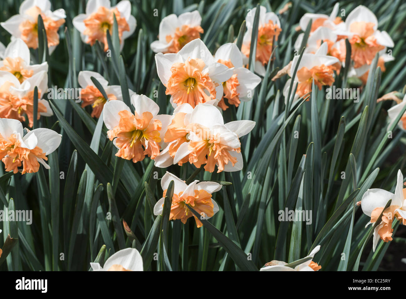 Ziemlich Narzisse "Ungarische Rhapsodie", Rüschen rosa bis orange oder apricot Trompete, weißen Blütenblättern, eine Split corona Narzisse Blüte im Frühling Stockfoto