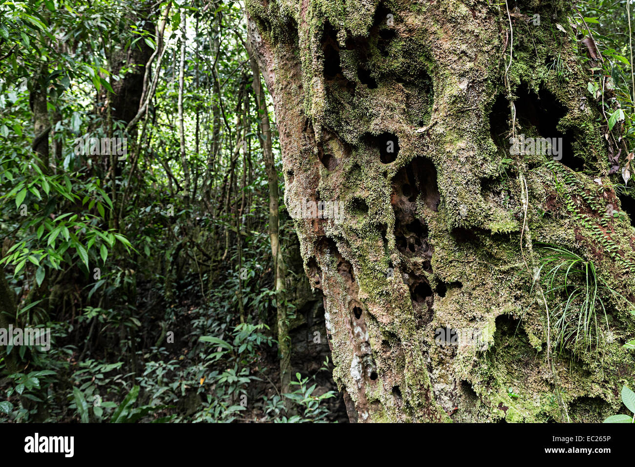 Belian oder Borneo Ironwood Baum, toter Stamm erodieren und Widerstand gegen Fäulnis in den Regenwald, Gunung Mulu National Park, Australien Stockfoto