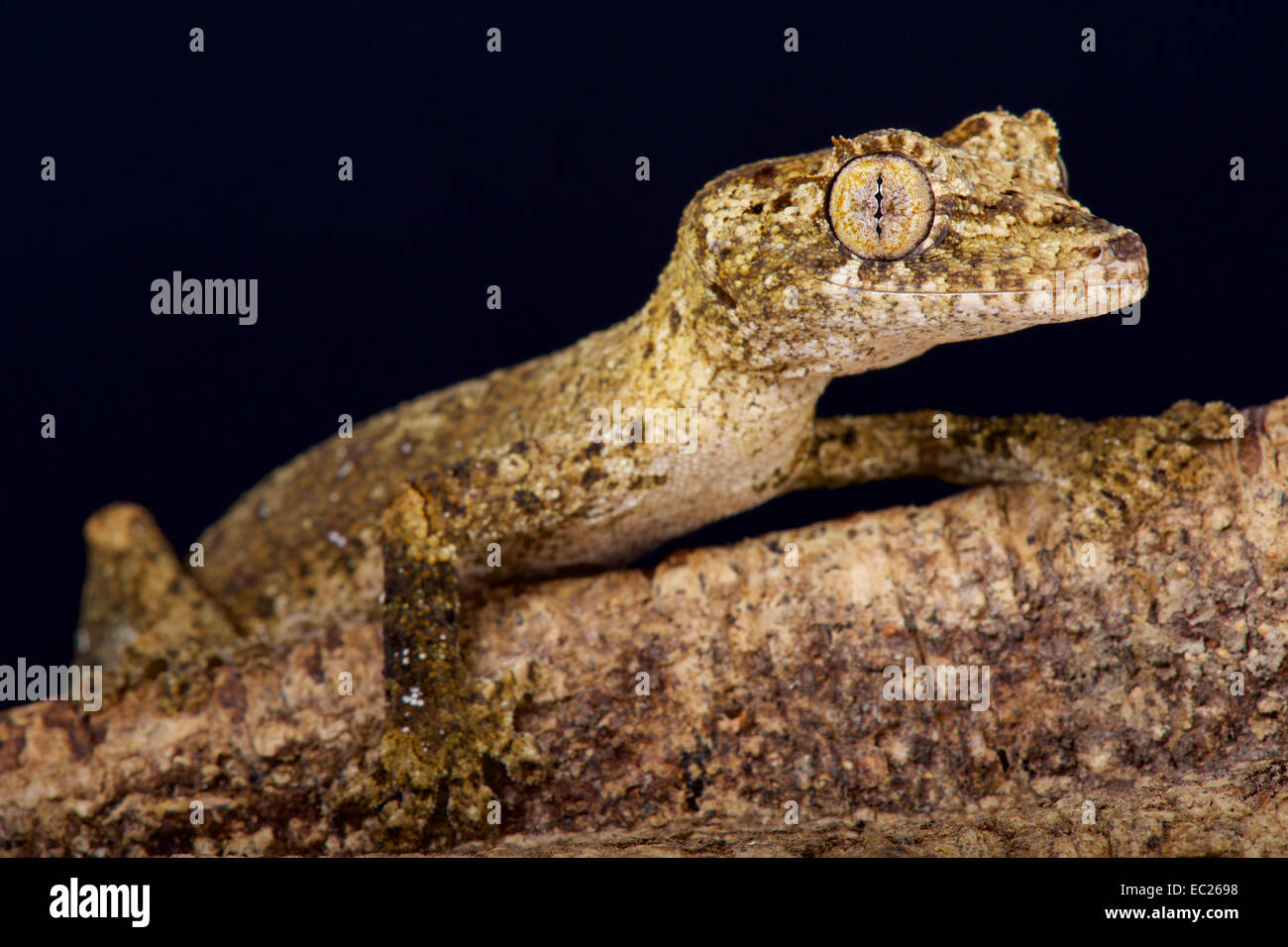 Gunthers Blatt-tailed Gecko / Uroplatus aus Stockfoto