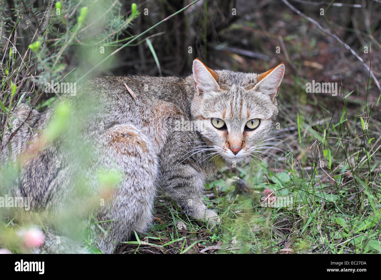 Afrikanische Wildkatze (Felis Silvestris Lybica) sitzen auf dem Boden in Südafrika. Stockfoto