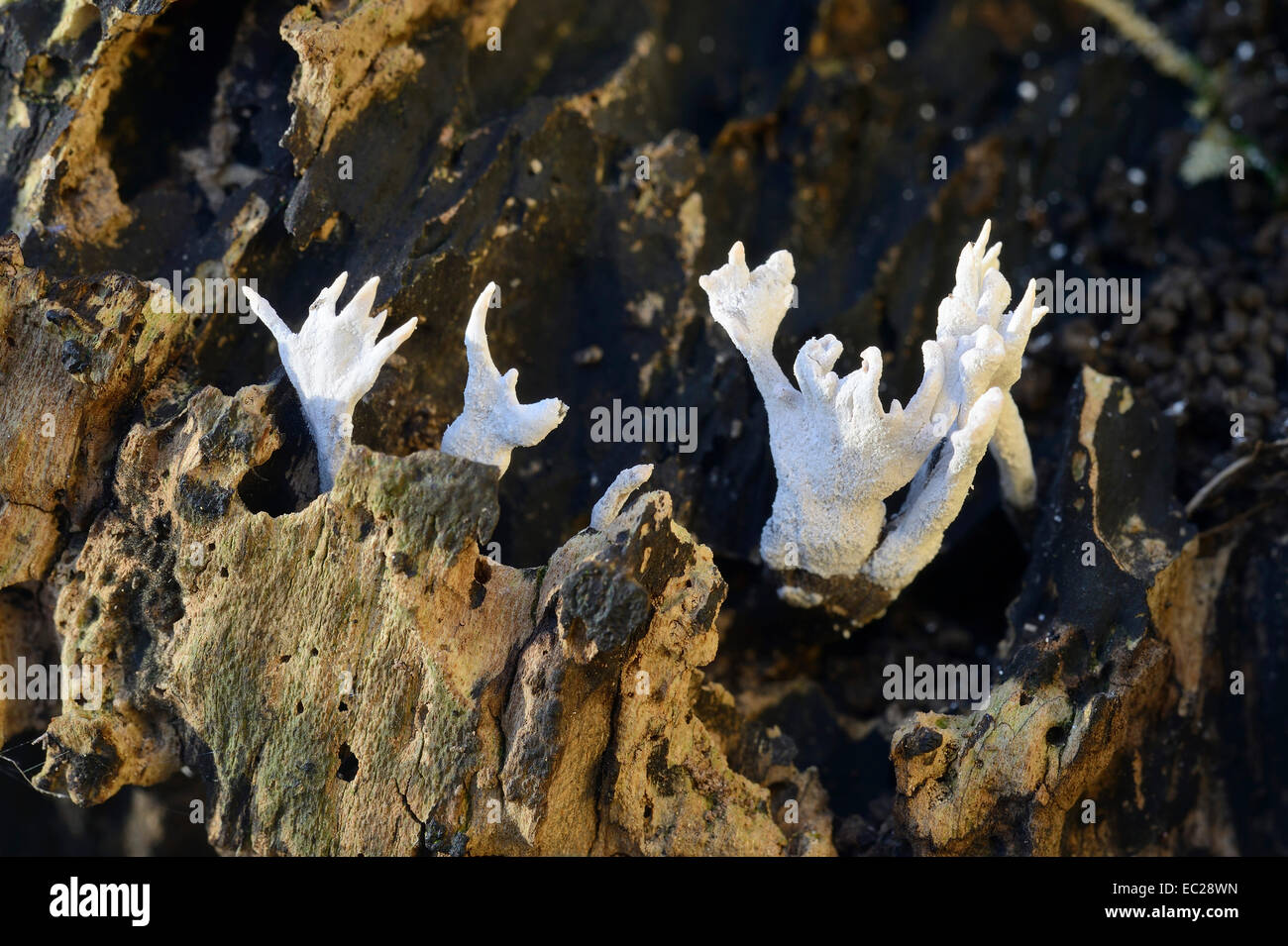 Kerze Schnupftabak Pilze - Xylaria hypoxylan Stockfoto