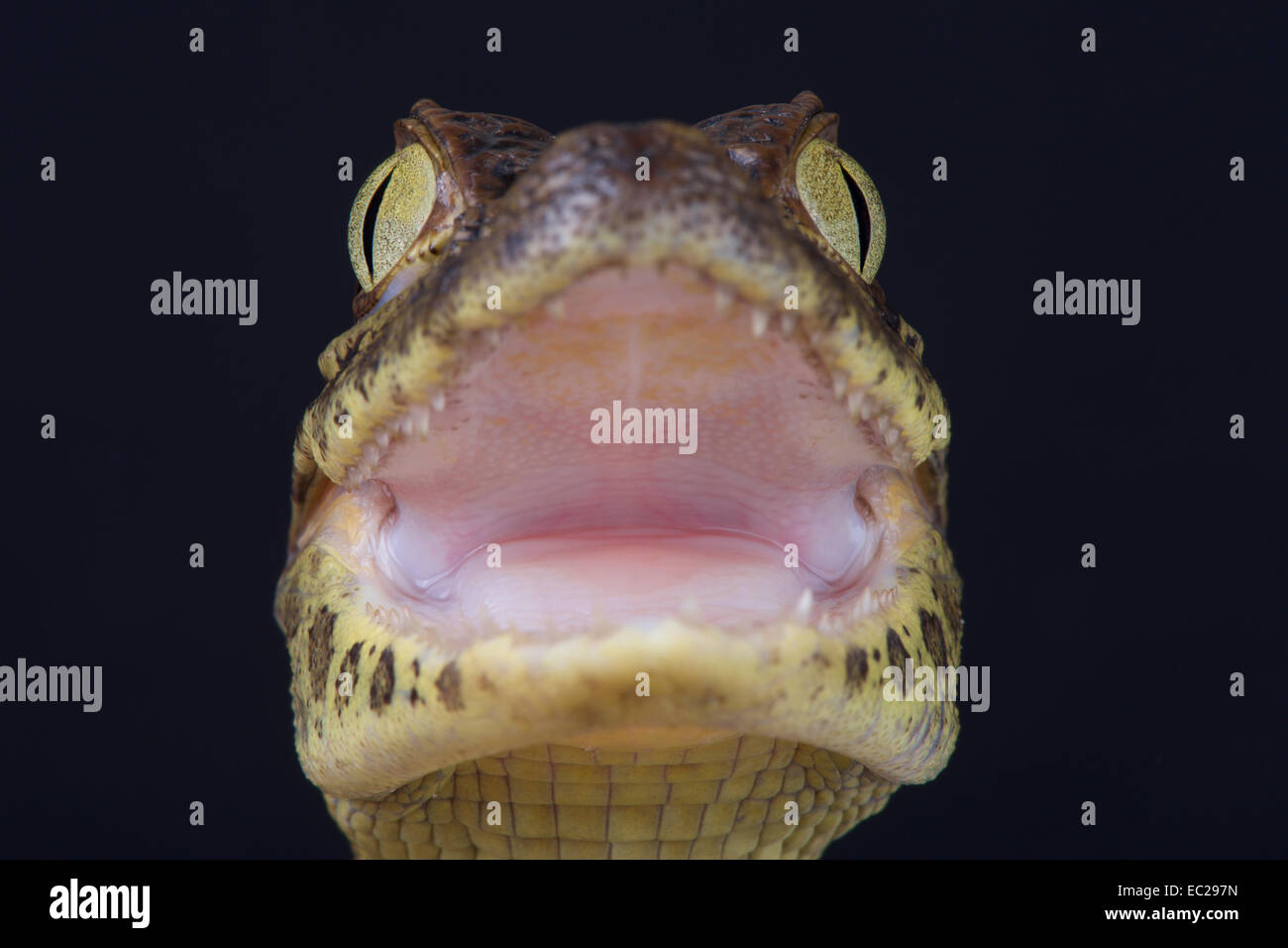 Breit-snouted Caiman / Caiman Latirostris Stockfoto