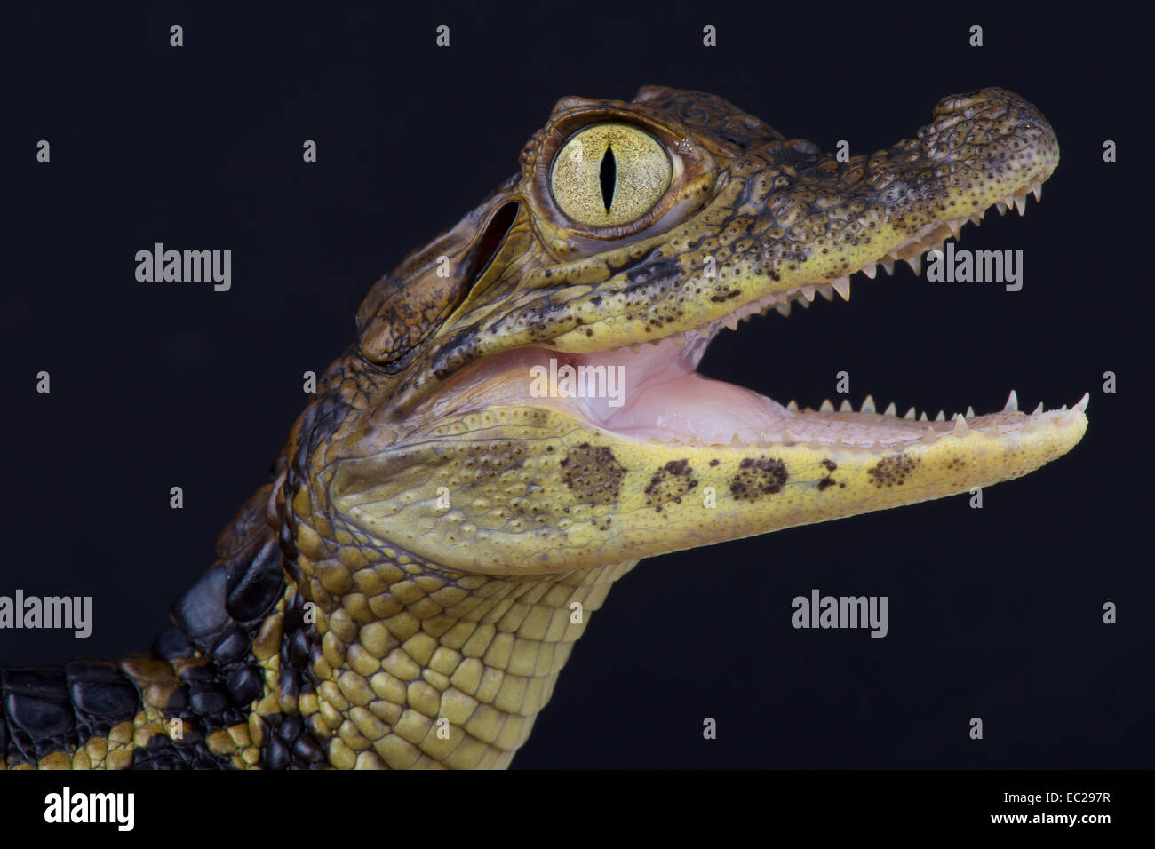 Breit-snouted Kaiman / Caiman Latirostris Stockfoto