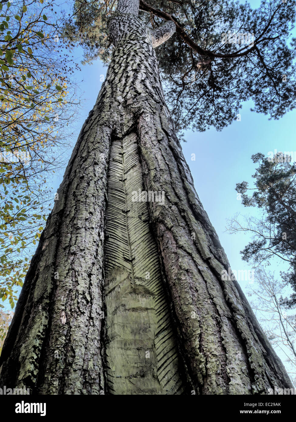 Kiefer-Baumstamm mit resing einritzen Stockfoto