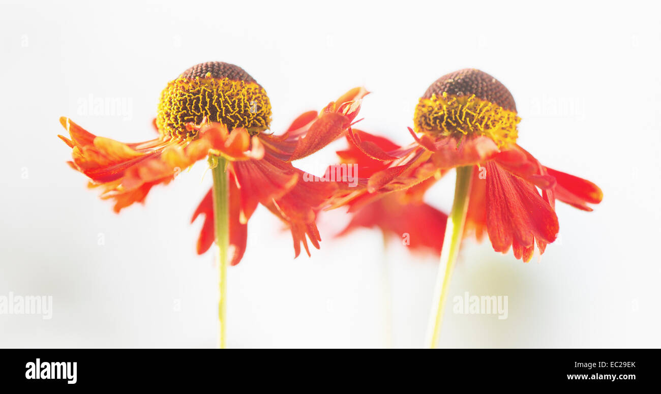 Ruhigen Sommer-Natur-Szene, Nahaufnahme von Blumen in der Sonne Stockfoto