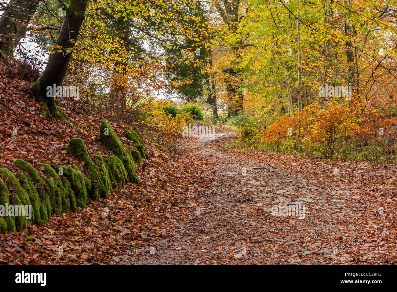 Woodland Track mit Buche, Herbstfarbe, in der Nähe von Grasmere im Nationalpark Lake District, Cumbria, England, Großbritannien Stockfoto