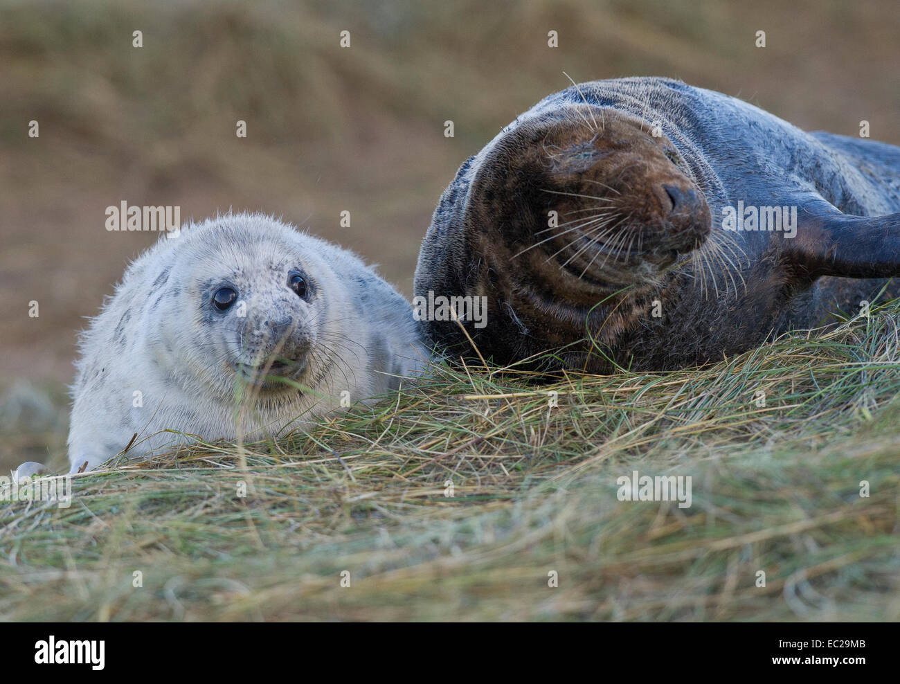 Kegelrobben (Halichoerus Grypus) - Mutter und Jungtier Stockfoto