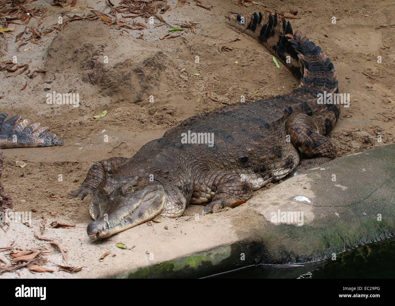 Afrikanische Slender-snouted Krokodil (Mecistops Cataphractus, früher Crocodylus Cataphractus) Stockfoto