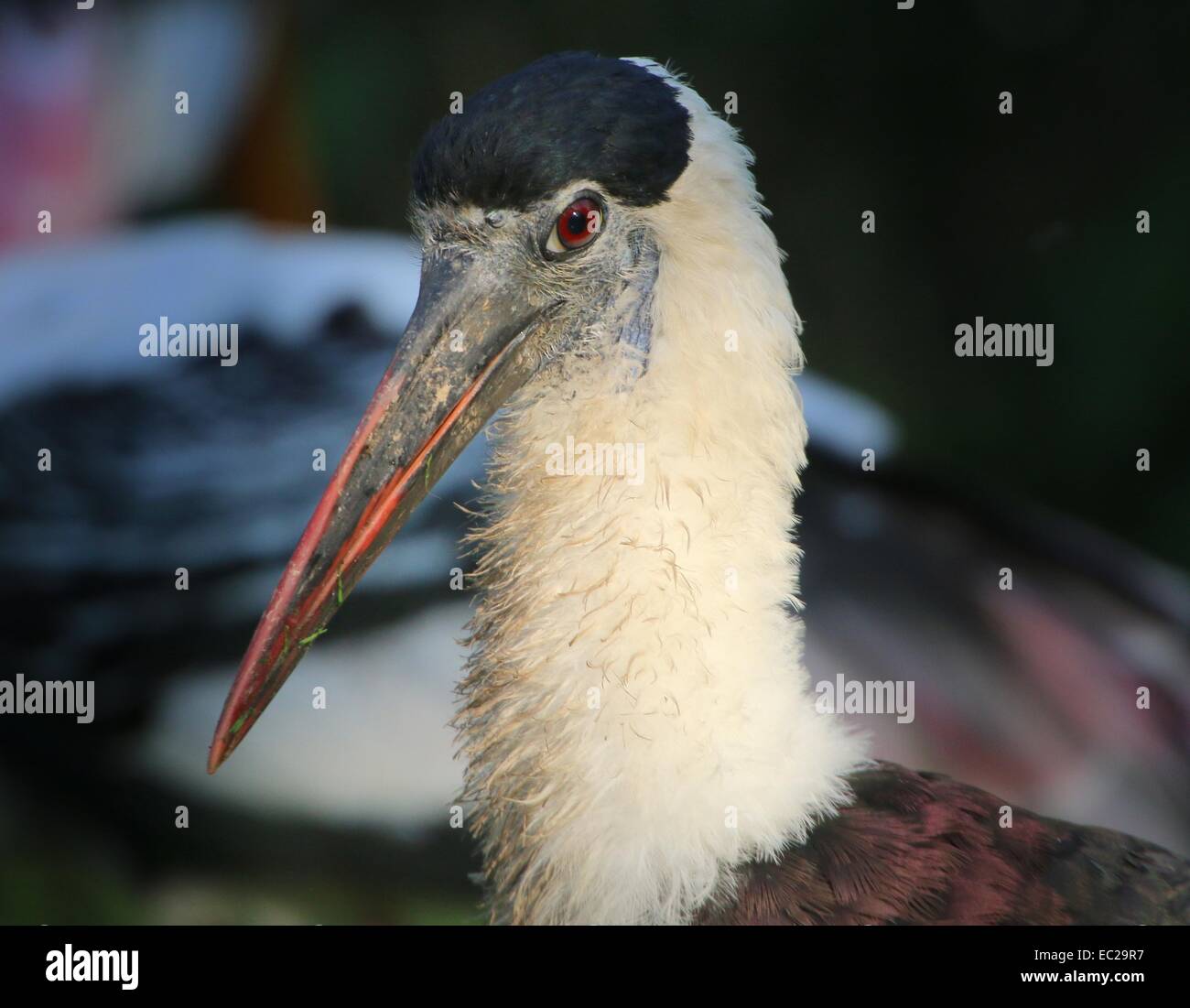 Wollig-necked Storch oder Bischof Storch (Ciconia Episcopus), fand von Indonesien nach Afrika Stockfoto
