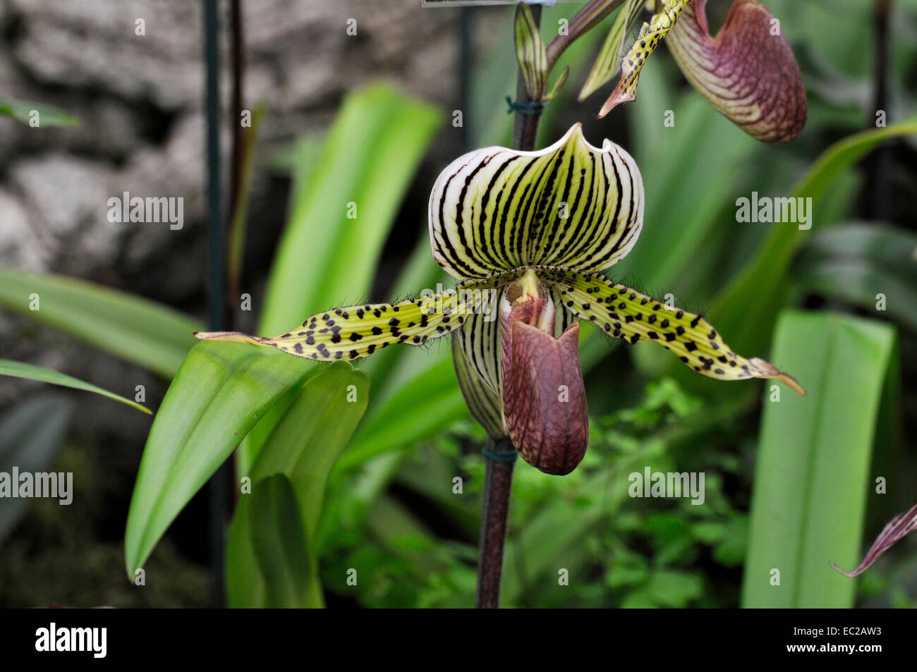 Nahaufnahme von der exotischen Orchidee Paphiopedilum Warscrewicianum in einem Gewächshaus Stockfoto