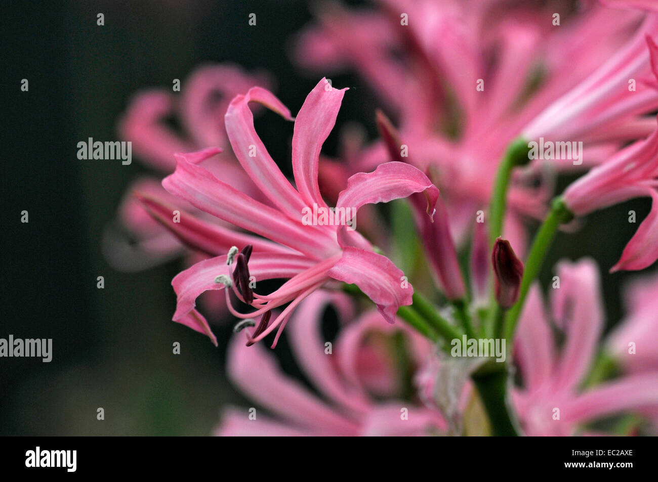 Nahaufnahme der Blüte Nerine bowdenii Stockfoto