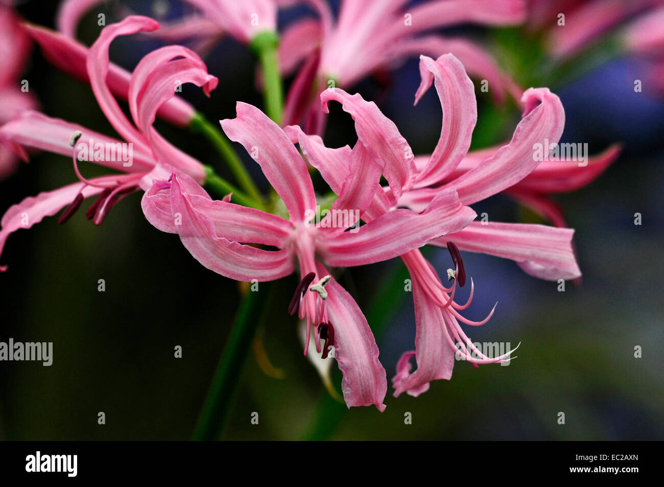 Nahaufnahme der Blüte Nerine bowdenii Stockfoto