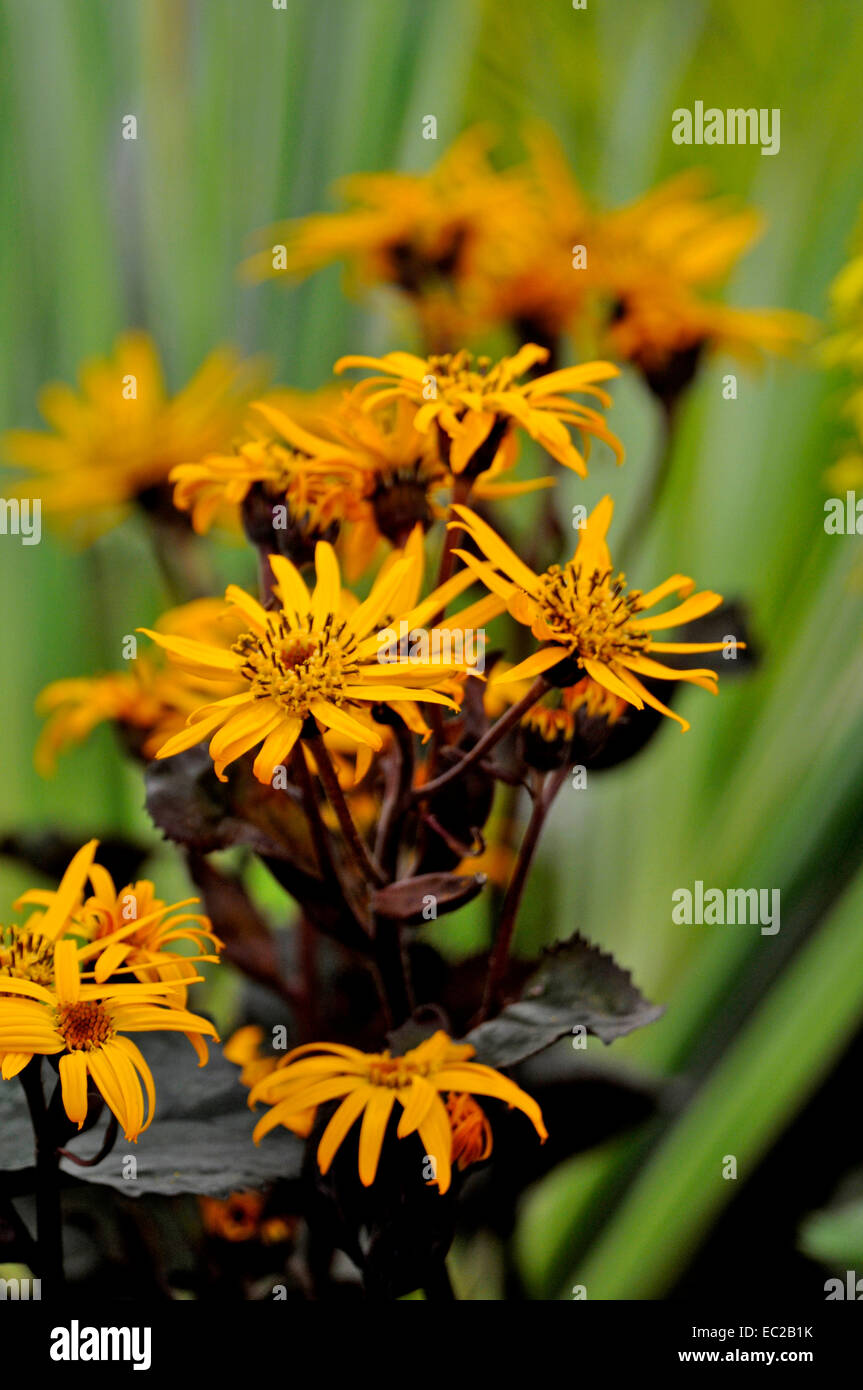 Nahaufnahme der Blüte Ligularia "Britt Marie Crawford" in einem Moor-Garten Stockfoto