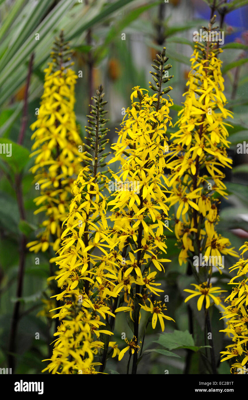 Nahaufnahme der Blüte Ligularia "Little Rocket" in einem Moor-Garten Stockfoto