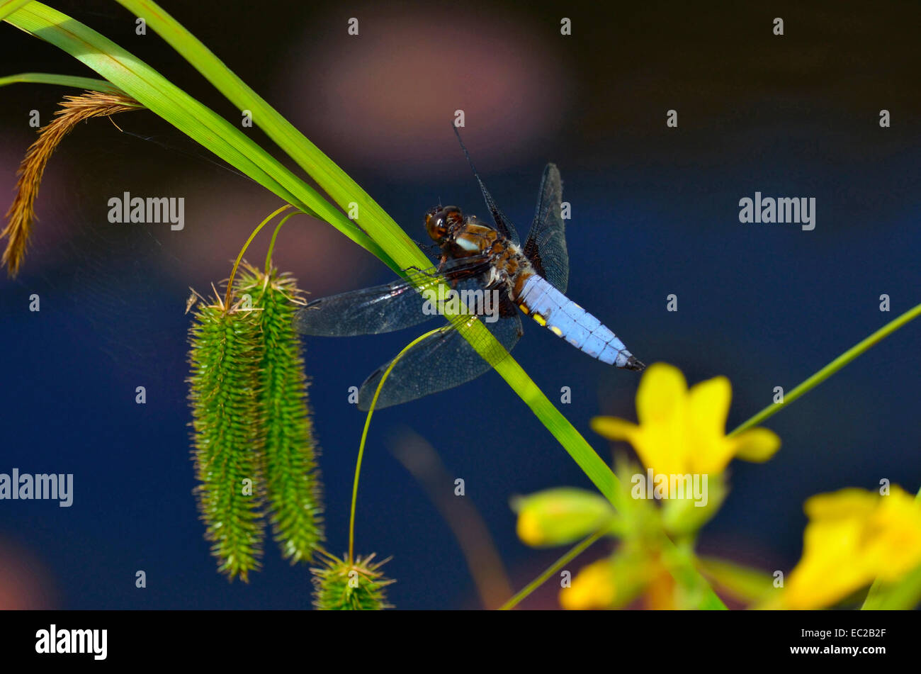 Nahaufnahme Bild von einem breit-bodied Chaser Libelle Libellula depressa Stockfoto
