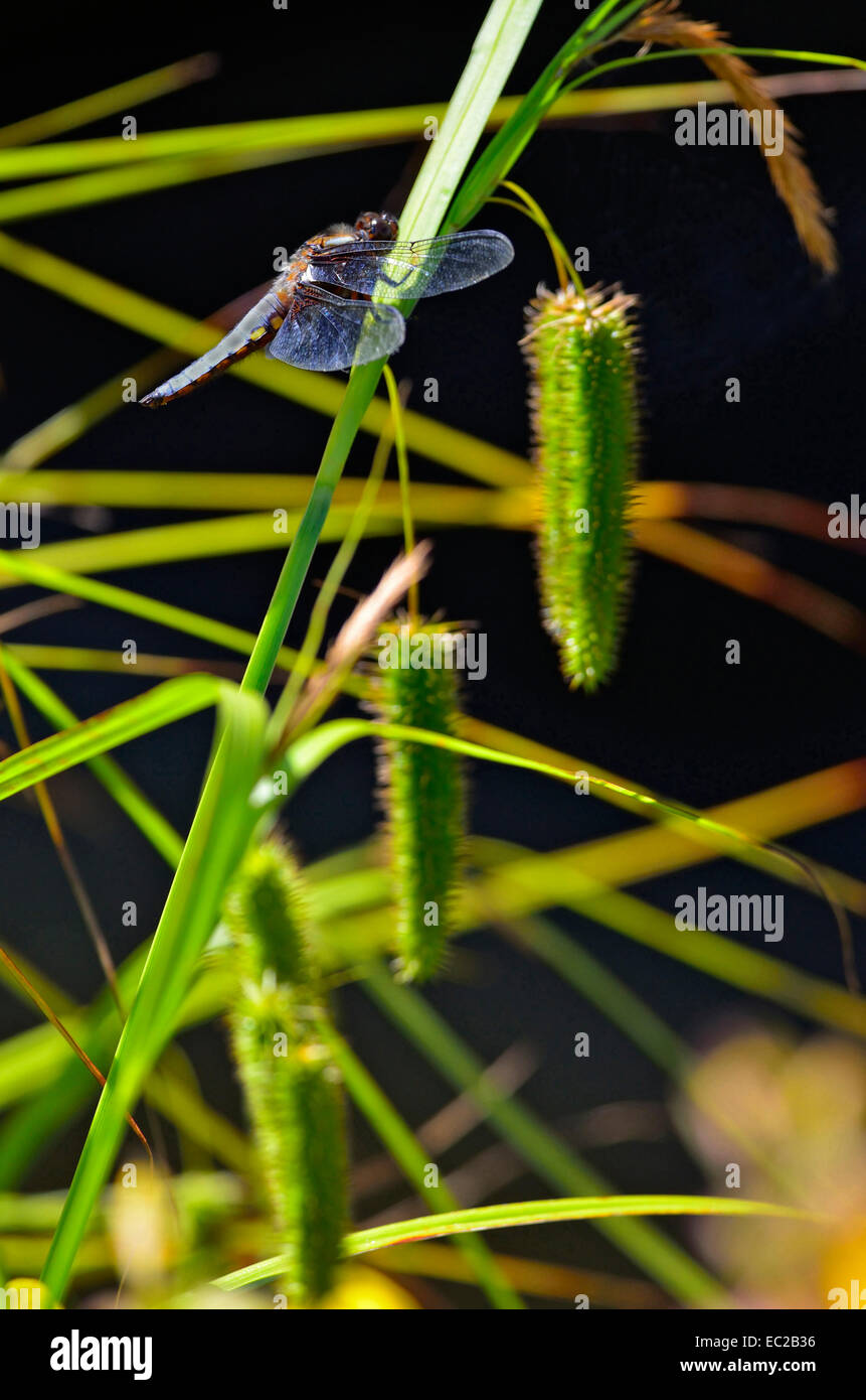 Nahaufnahme Bild von einem breit-bodied Chaser Libelle Libelulla depressa Stockfoto