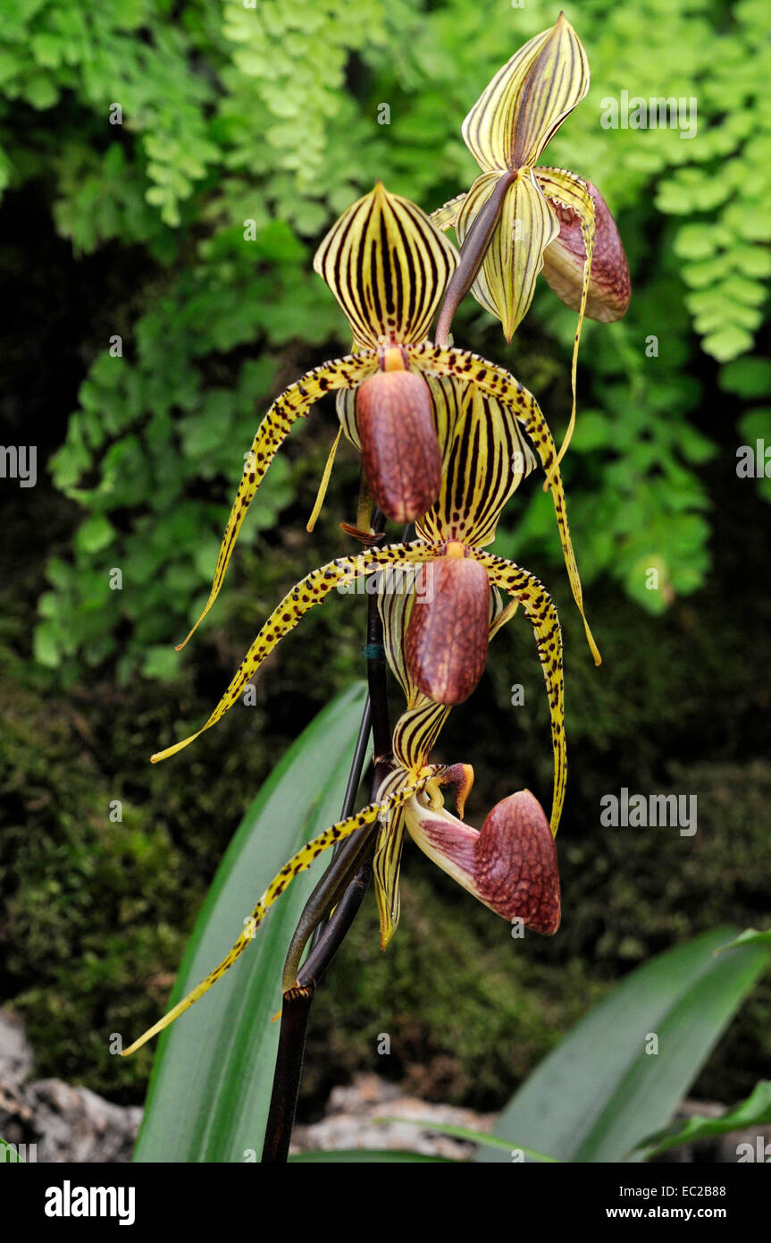 Nahaufnahme von der exotischen Orchidee Paphiopedilum "David Ott" Stockfoto