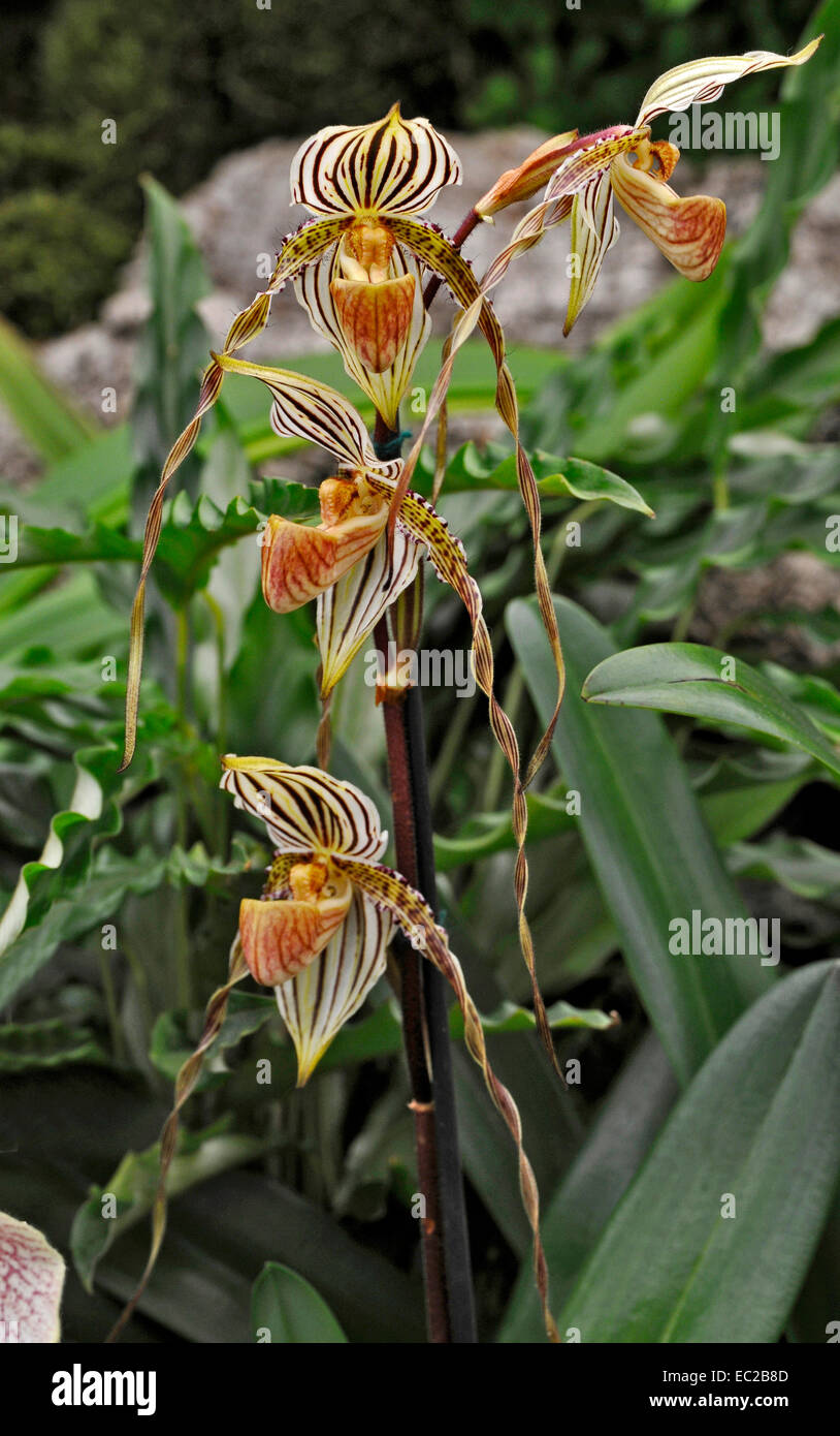 Nahaufnahme von der exotischen Orchidee Paphiopedilum philippinense Stockfoto