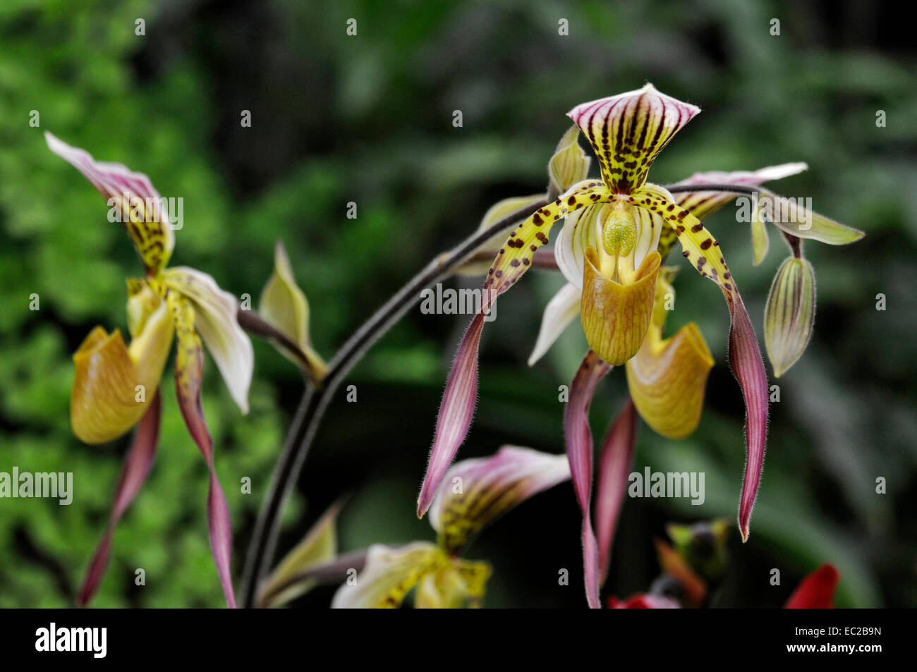 Nahaufnahme von der exotischen Orchidee Paphiopedilum Lebaudyanum (Haynaldianum X philippinense) Stockfoto
