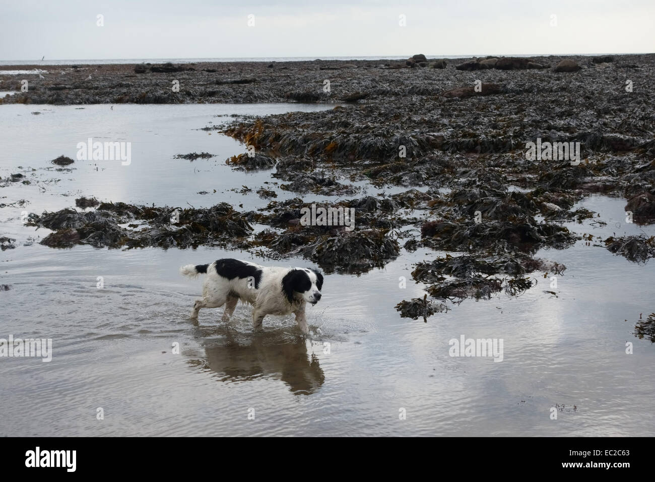 Eine schwarze und weiße Working cocker spaniel Waten durch das Meer auf einer North Yorkshire Strand Stockfoto