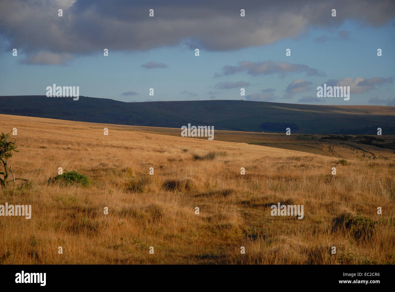 Licht am frühen Abend über den Dartmoor National Park, Devon, England Stockfoto