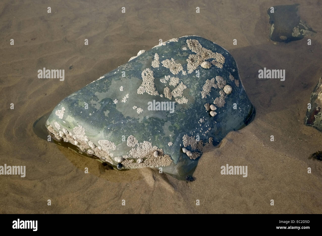 Seepocken, Napfschnecken und Wellhornschnecken auf einem exponierten Felsen umgeben von seichten Meerwasser und Sand bei Ebbe Stockfoto