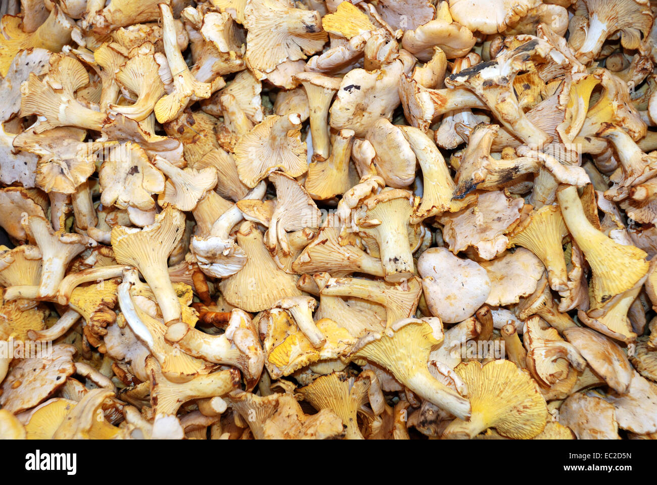 Pilze auf dem Obstmarkt Bozen. Stockfoto