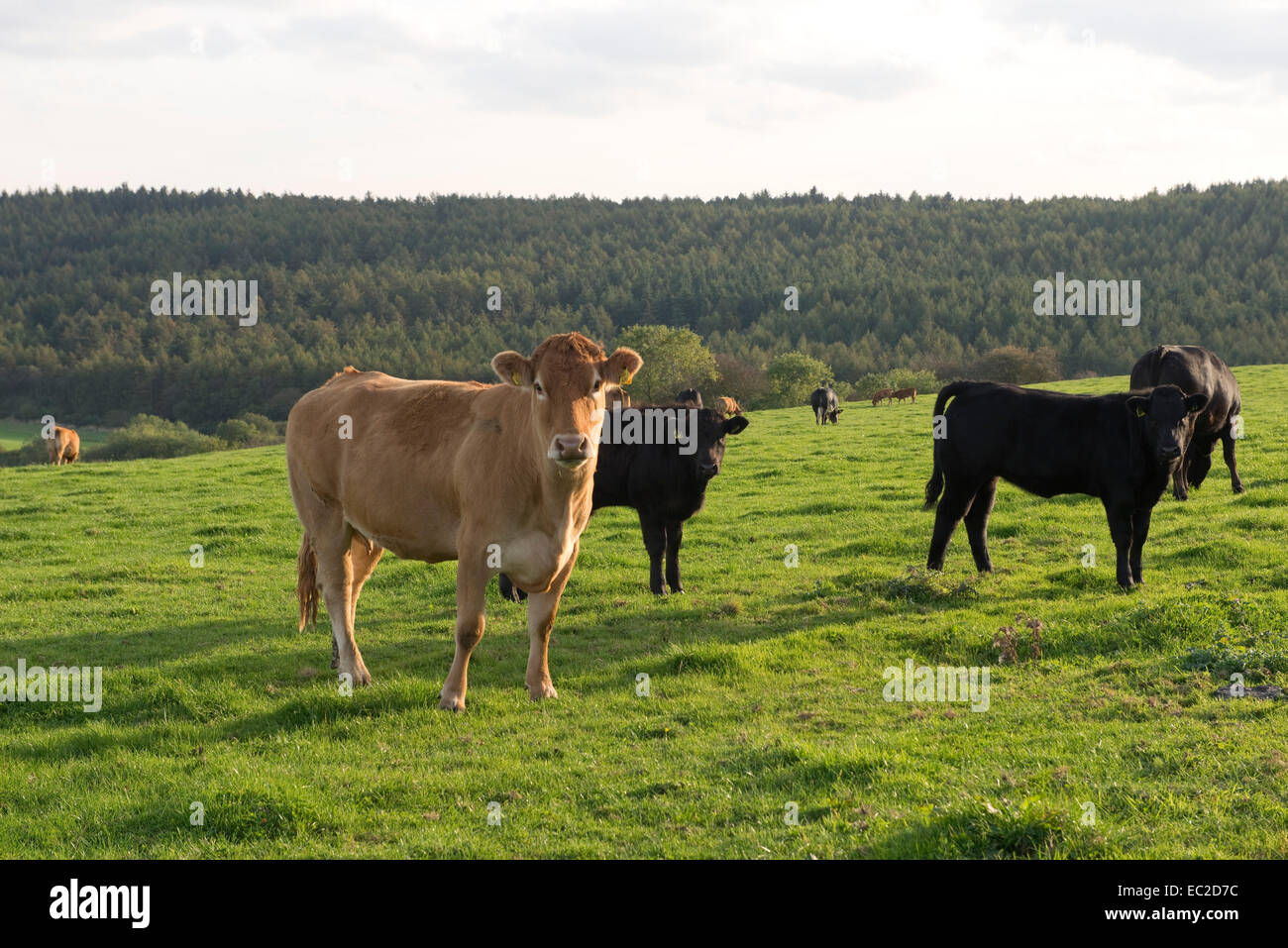 Rindfleisch Mutterkühe auf Rasen in einem Feld an der Ostküste in der Nähe von Scarborough in North Yorkshire an einem schönen Herbsttag Stockfoto