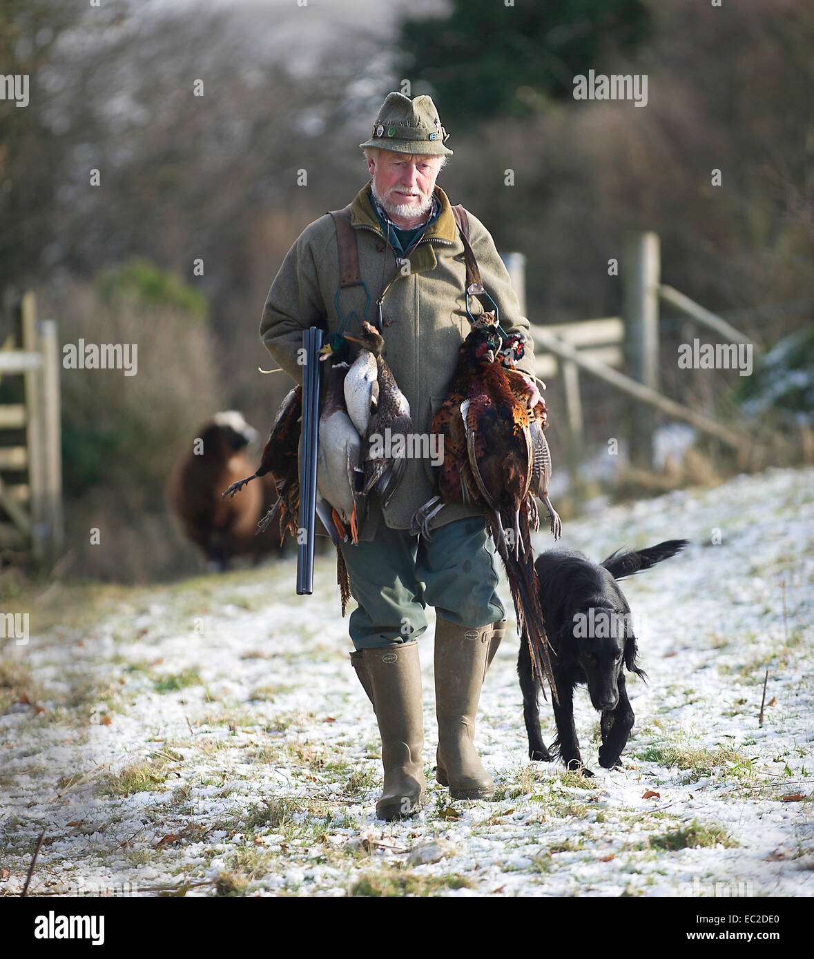 Ein Jäger kommt nach Hause mit Fasanen und seinen Jagdhund Stockfoto