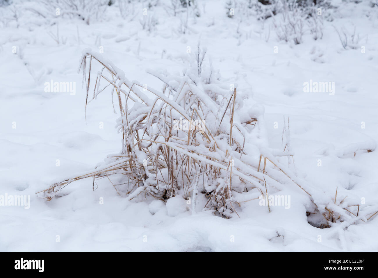 Bedeckt mit Schnee auf den gefrorenen Sumpfgras. Stockfoto