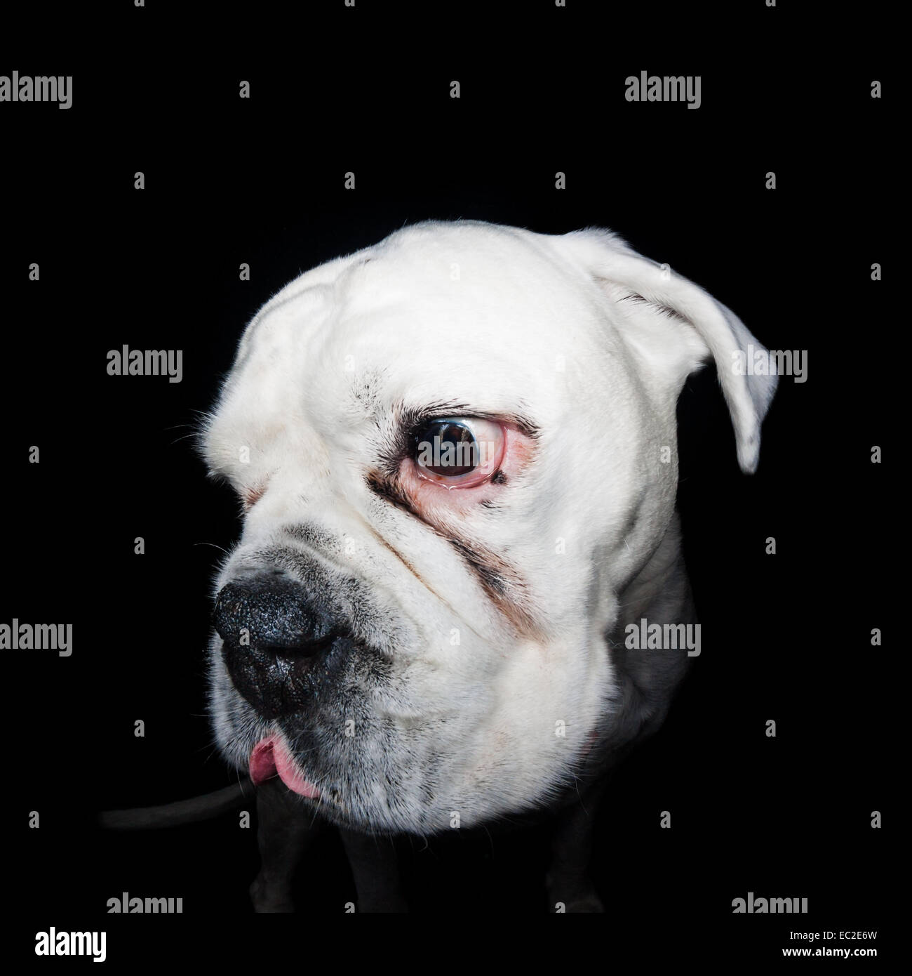 Boxer mit seiner Zunge Stockfoto