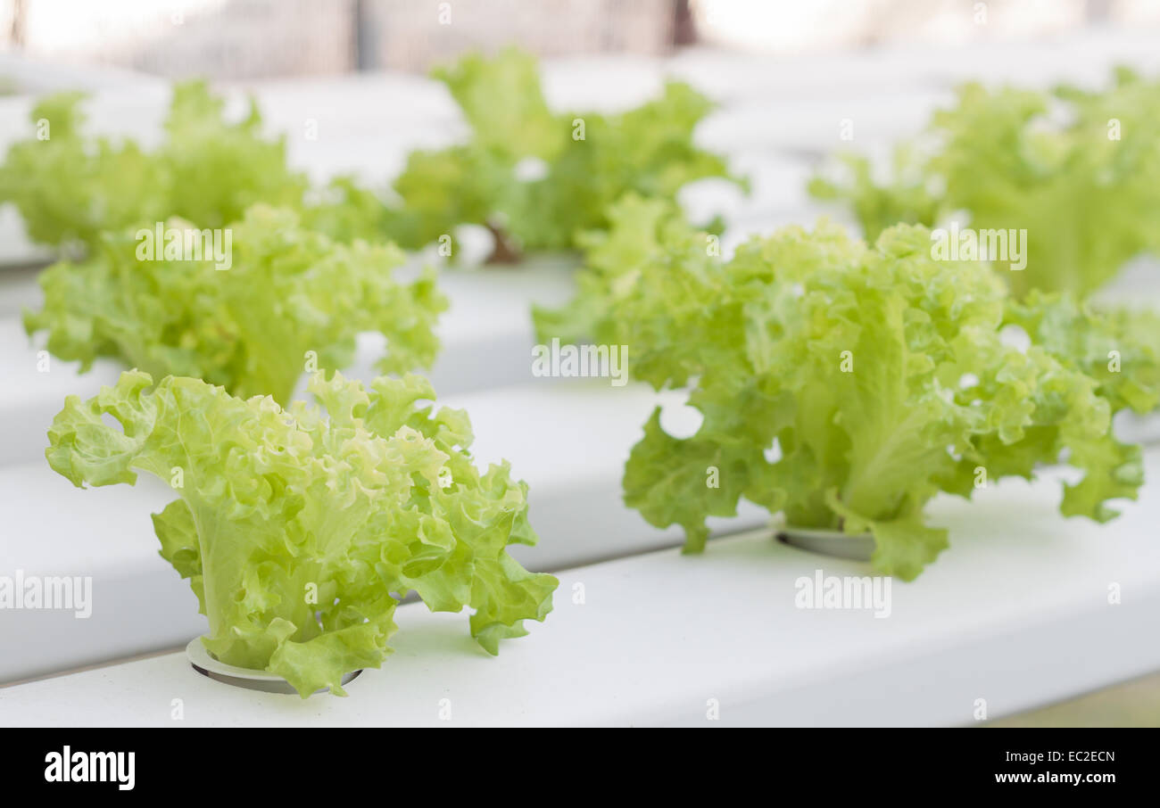 Korallen Grünpflanzen auf Hydrophonapplikationen Hof, stock Foto Stockfoto