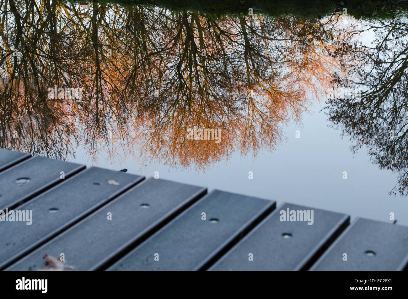 Bäume, die Spiegelung im Wasser Stockfoto