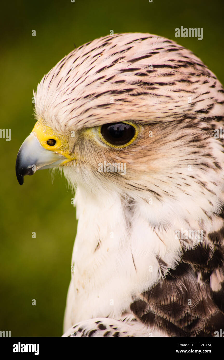 Eine Nahaufnahme Foto eines Hybrid-Falken Stockfoto